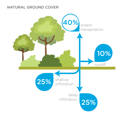 Infographic - Hydrology with natural ground cover: 40% evaporation; 10% runoff; 25% deep infiltration; 25% shallow infiltration